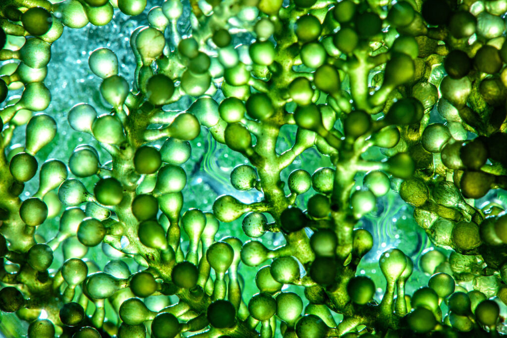 algae fuel